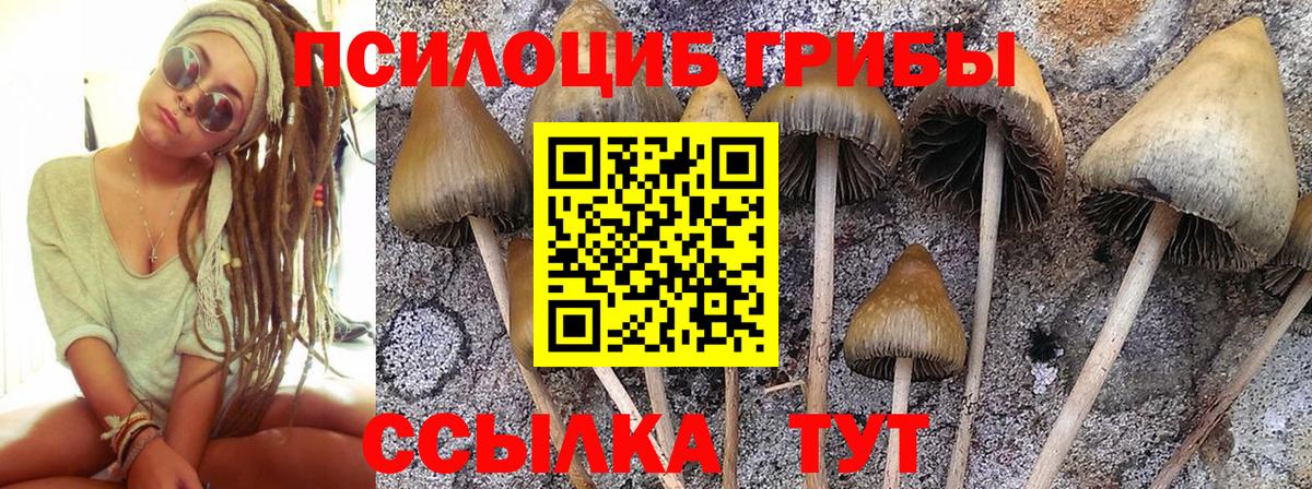 Галлюциногенные грибы Psilocybe Канаш